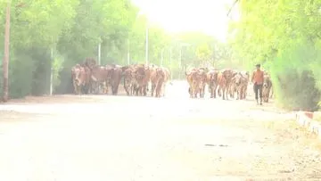 શ્રી ગોપીનાથજી ગૌશાળા